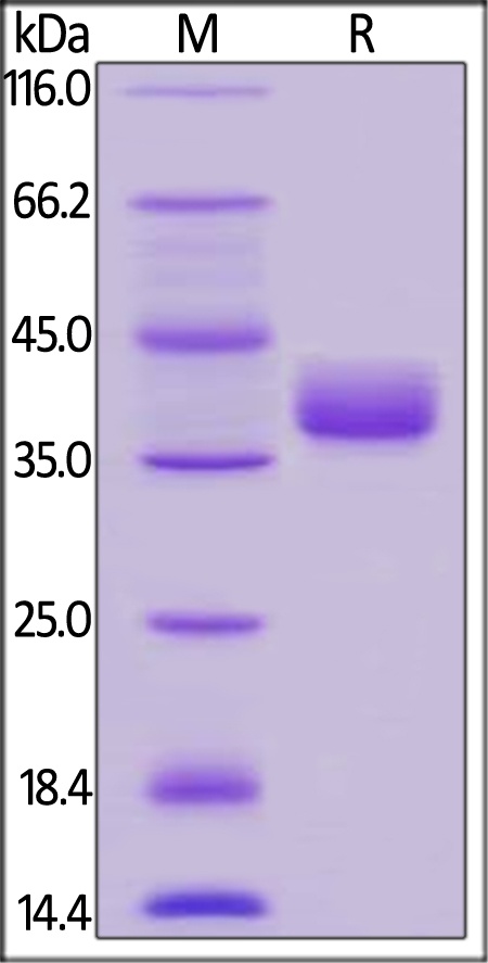 CD52 Recombinant Protein