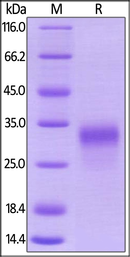Rhesus macaque PLGF / PGF Recombinant Protein