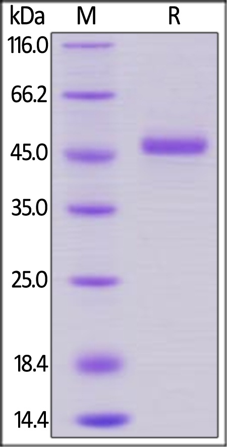 GITR / TNFRSF18 Recombinant Protein
