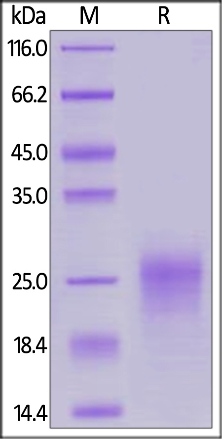 TSLP (R127A, R130A) Recombinant Protein