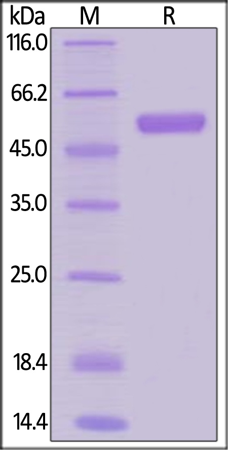 RANK / TNFRSF11A Recombinant Protein