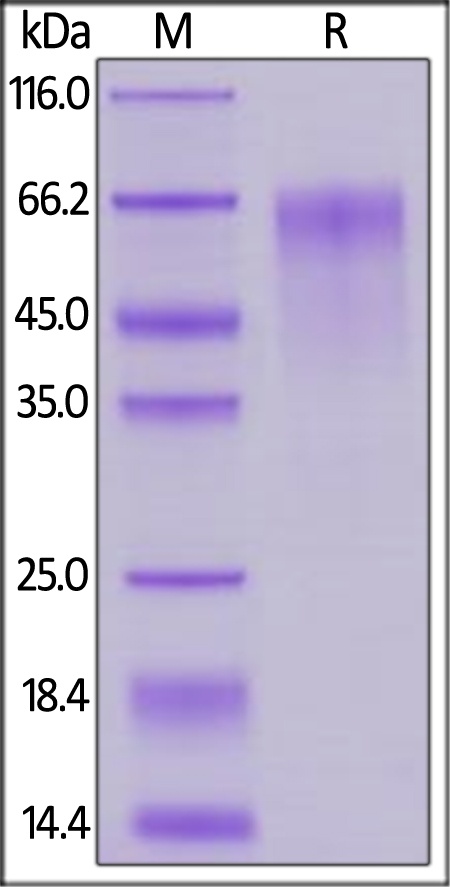 FGF R4 / CD334 Recombinant Protein