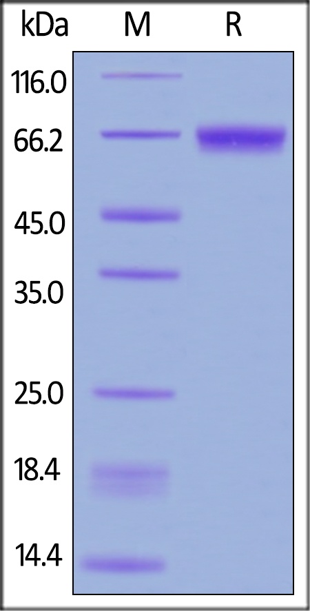 CD229 / SLAMF3 Recombinant Protein