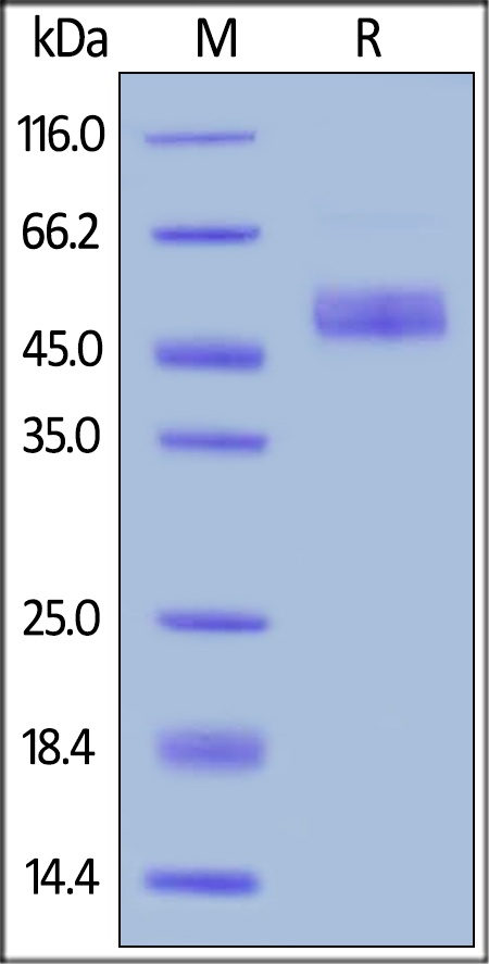 ICOS / CD278 Recombinant Protein