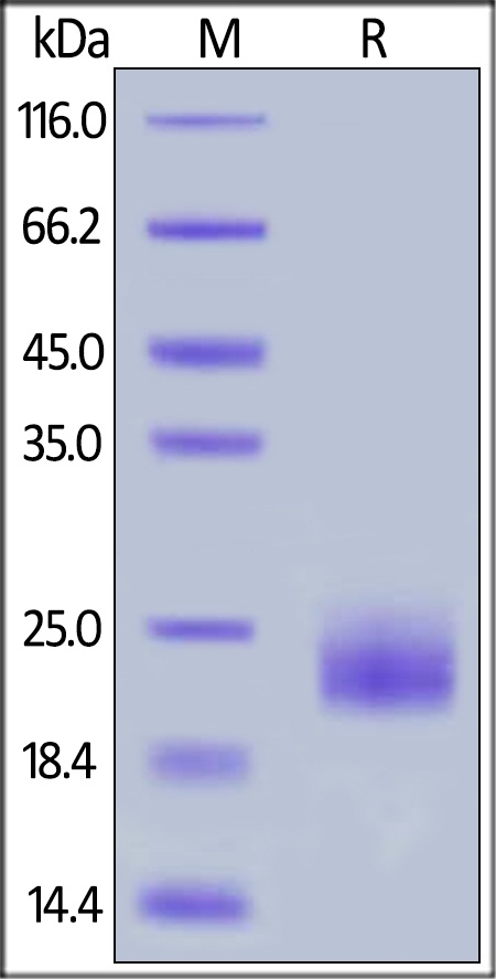 Canine GITR / TNFRSF18 Recombinant Protein