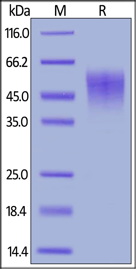IL-2 R alpha / CD25 Recombinant Protein