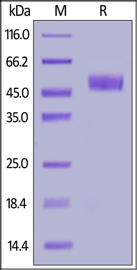 ICOS / CD278 (C137S, C138S) Recombinant Protein