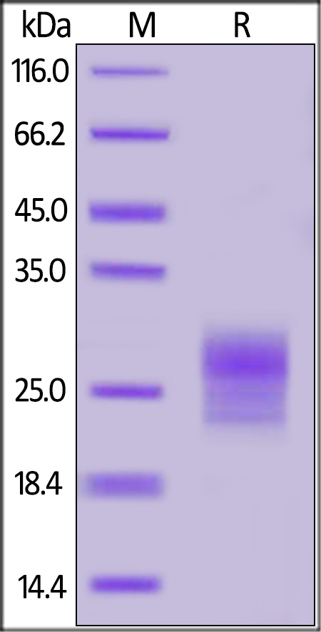 TSLP (R127A, R130S) Recombinant Protein