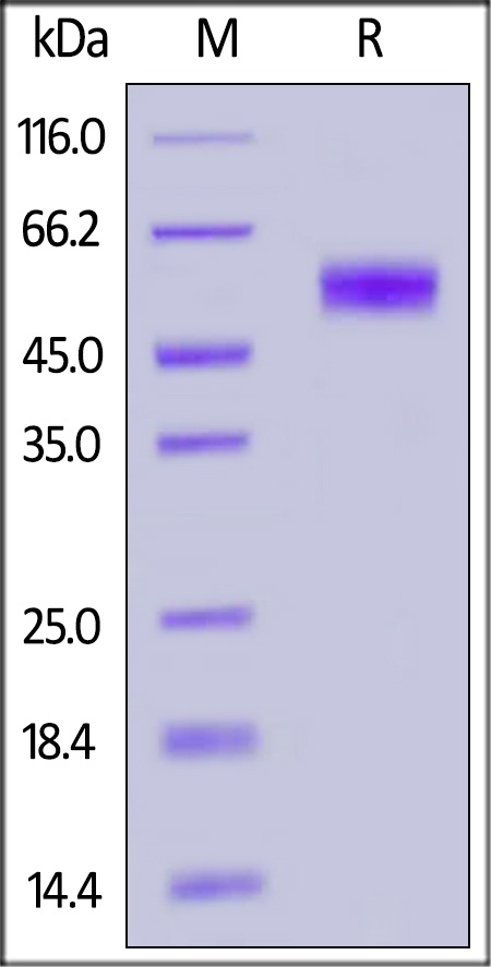 BTLA (31-150) Recombinant Protein