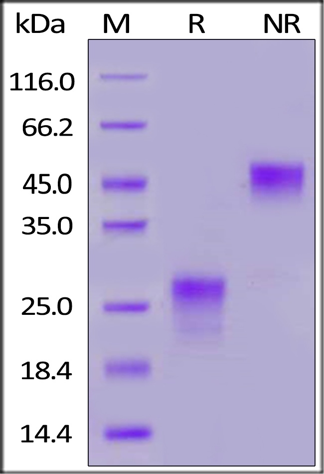 PLGF / PGF (19-149) Recombinant Protein