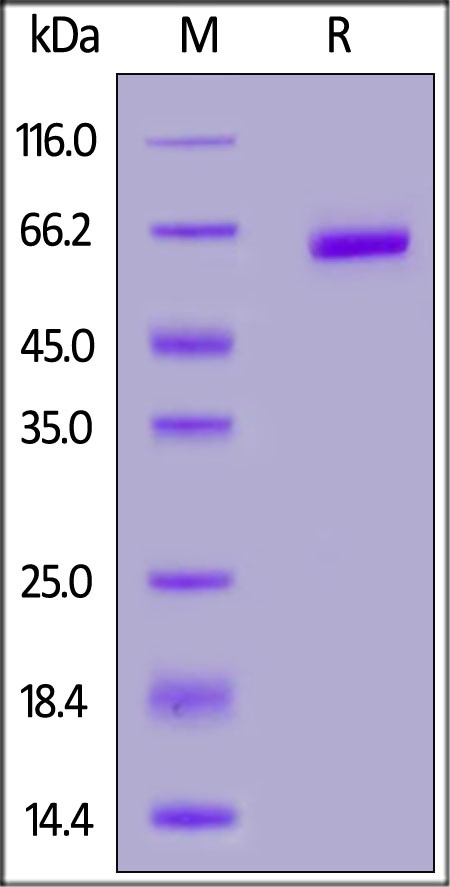 PLGF / PGF (19-221) Recombinant Protein