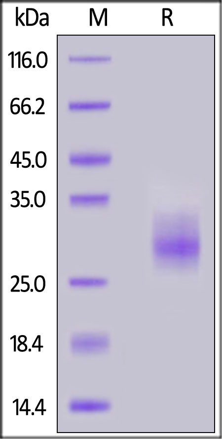 4-1BB / TNFRSF9 Recombinant Protein