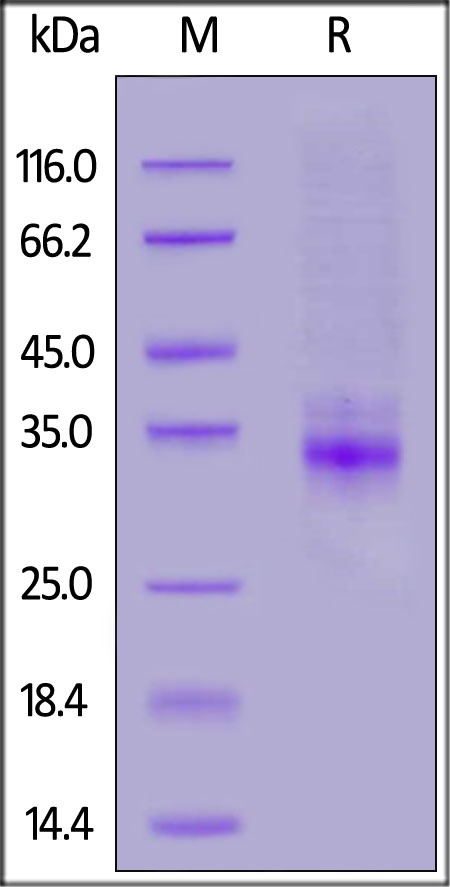 CLEC12A / MICL / CLL-1 Recombinant Protein