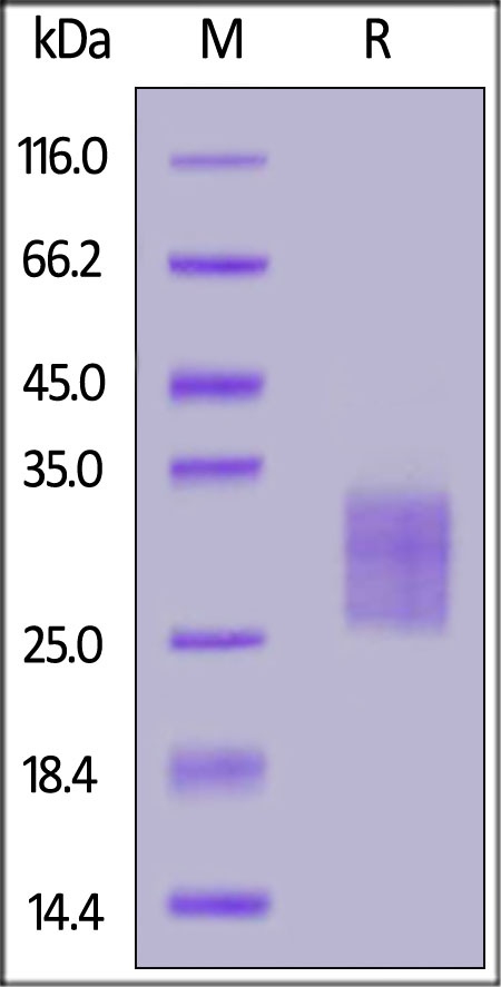 IL-6 Recombinant Protein
