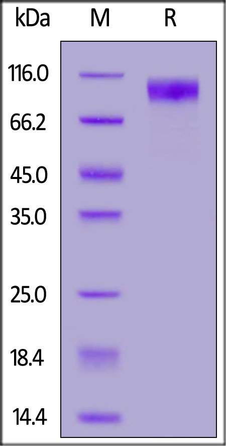IL-31 RA Recombinant Protein