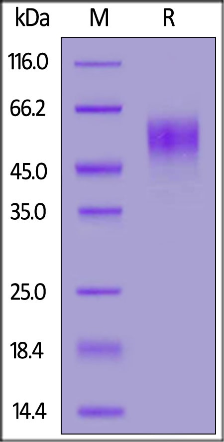 CD200 R1 / CRTR2 Recombinant Protein