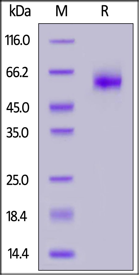 IL-1 Rrp2 / IL-1 R6 (C154S, C262S) Recombinant Protein