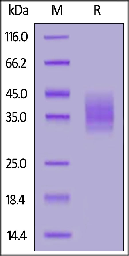 CLEC12A / MICL / CLL-1 Recombinant Protein