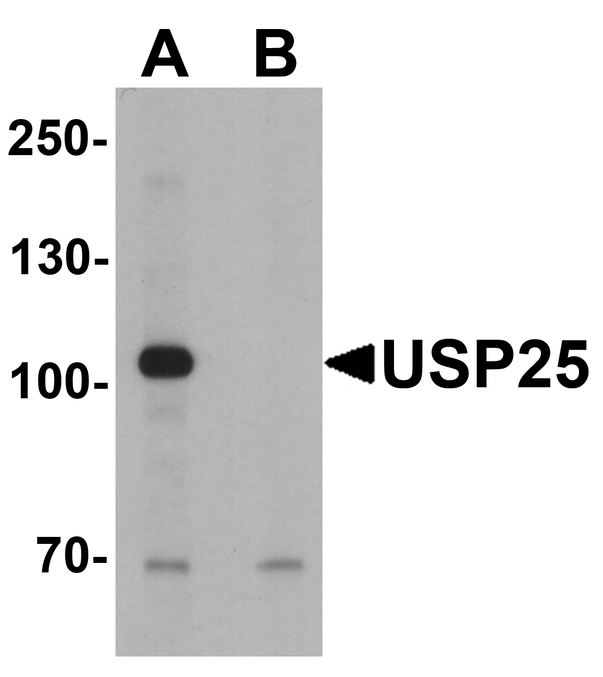 USP25 Peptide