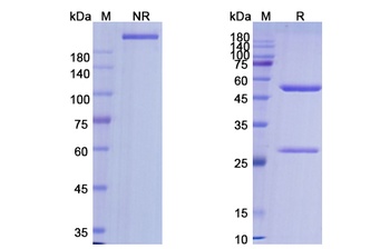 Alemtuzumab (CD52) - Research Grade Biosimilar Antibody