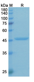 VEGFA Biosimilar Antibody