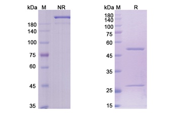 TNFRSF8 Biosimilar Antibody