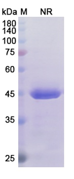 TNF Biosimilar Antibody