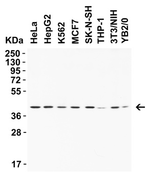 AIMF2 Antibody