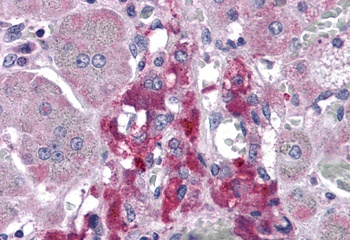 RIMS2 Antibody