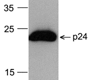 GAG Antibody (HRP)