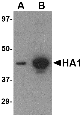 Hemagglutinin Antibody [1E7D8]