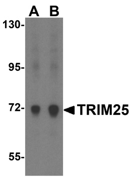 TRIM25 Antibody