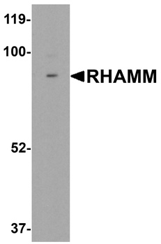 HMMR Antibody