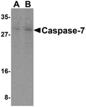 CASP7 Antibody