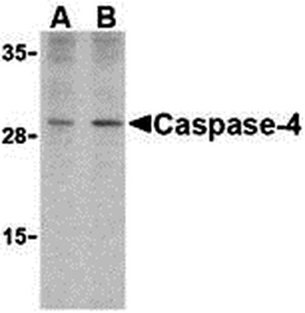 CASP4 Antibody