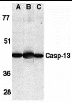 CASP4 Antibody