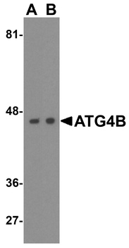 ATG4B Antibody