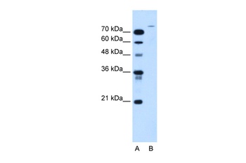 USP48 Antibody