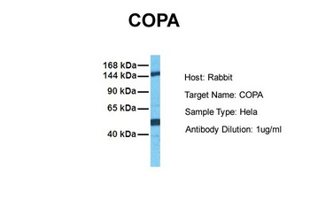 COPA Antibody