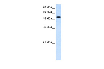 SLC25A25 Antibody