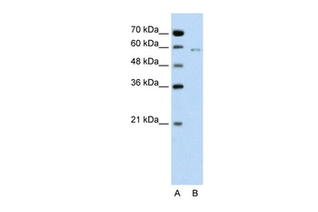CDC23 Antibody