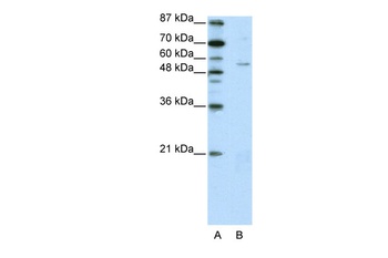 ZNF329 Antibody