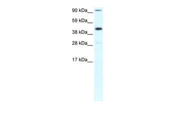 POLR2B Antibody