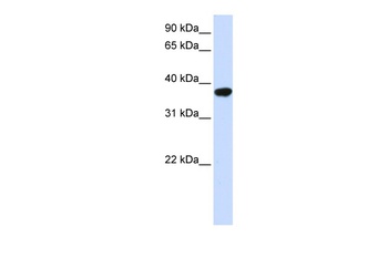 ICMT Antibody