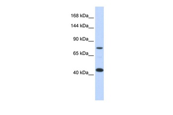 LRP8 Antibody