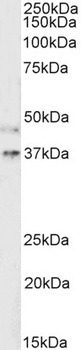 ATP6AP2 Antibody