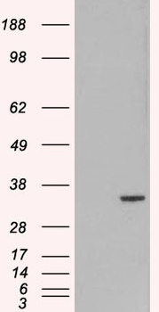 ORC6L Antibody