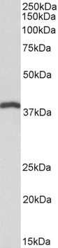 DNAJB9 Antibody