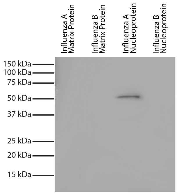 Influenza A, Nucleoprotein Antibody [FluA-NP 2C9]