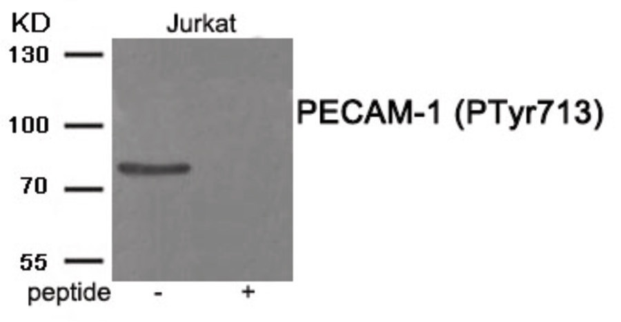 PECAM1 Antibody